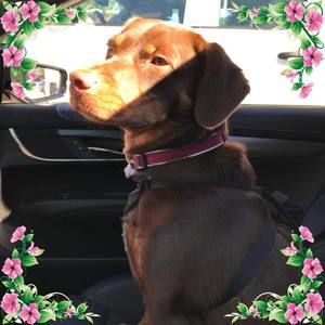 Meet your Posher, Denise